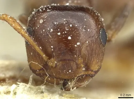 Crematogaster laestrygon - CASENT0912696