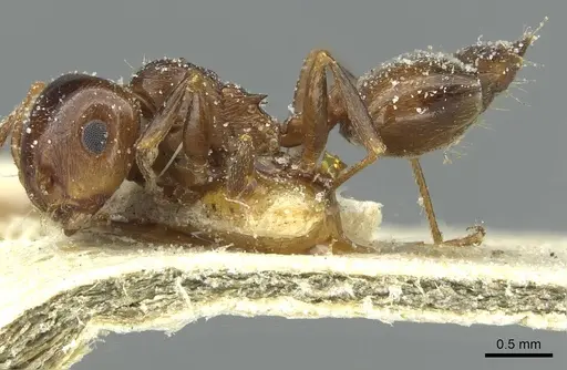 Crematogaster laestrygon - CASENT0912696