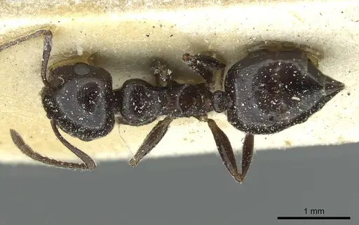 Crematogaster laestrygon - CASENT0912697
