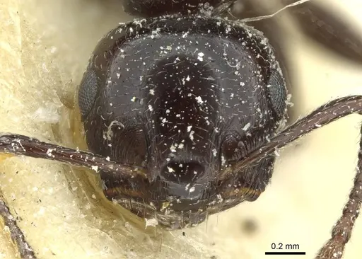 Crematogaster laestrygon - CASENT0912697