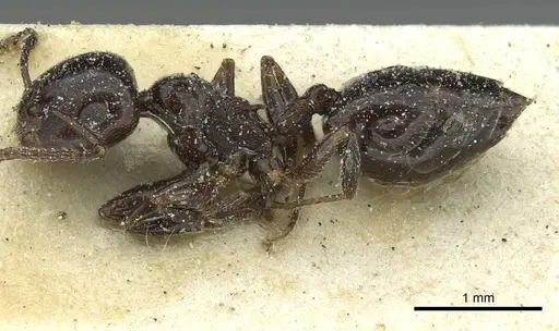 Crematogaster laestrygon - CASENT0912697