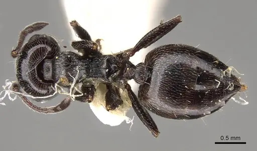 Crematogaster laestrygon - CASENT0914148