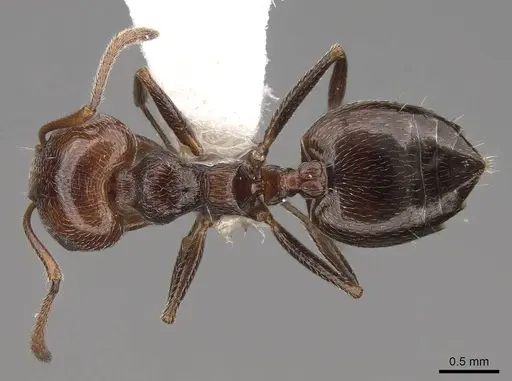 Crematogaster laestrygon - CASENT0922680