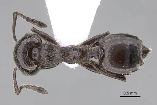 Crematogaster laestrygon - CASENT0922691