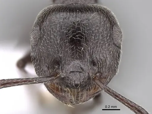 Crematogaster laestrygon - CASENT0922691