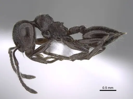 Crematogaster laestrygon - CASENT0922691