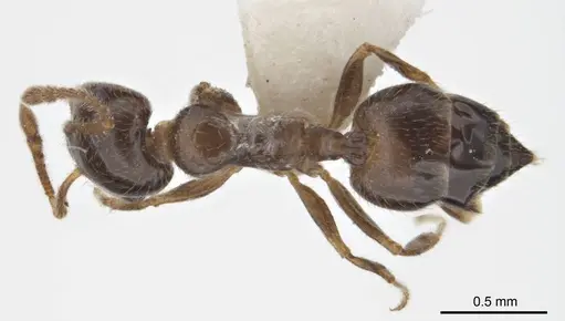 Crematogaster laeviceps specimen