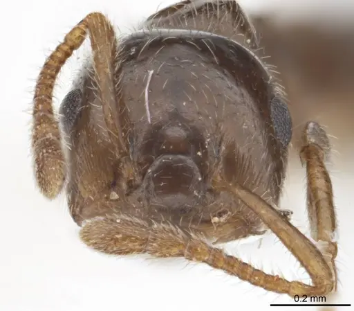 Crematogaster laeviceps specimen