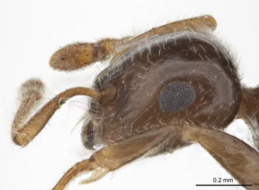 Crematogaster laeviceps specimen