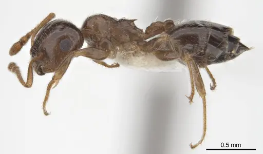 Crematogaster laeviceps - ANTWEB1008630