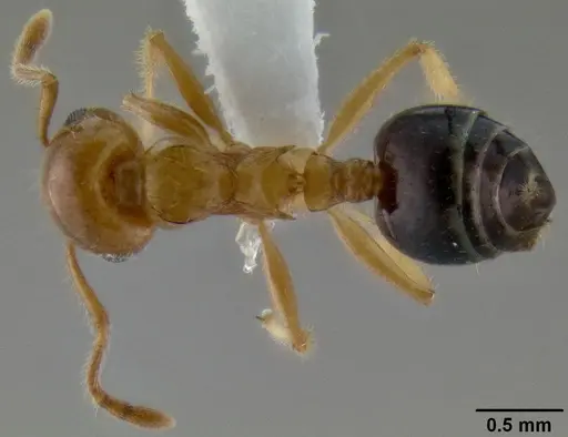 Crematogaster laeviceps - CASENT0193616