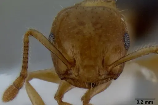 Crematogaster laeviceps - CASENT0193616