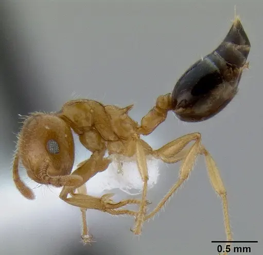 Crematogaster laeviceps - CASENT0193616