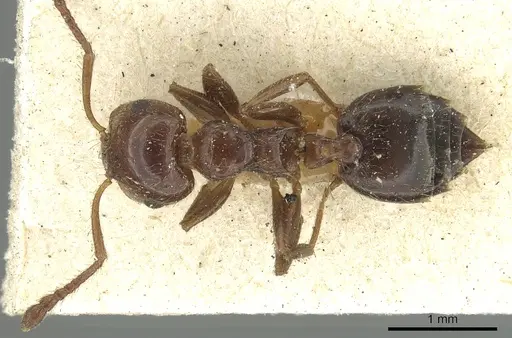 Crematogaster laeviceps - CASENT0902135