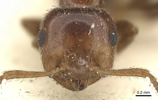 Crematogaster laeviceps - CASENT0902135