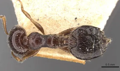 Crematogaster laeviceps - CASENT0908598