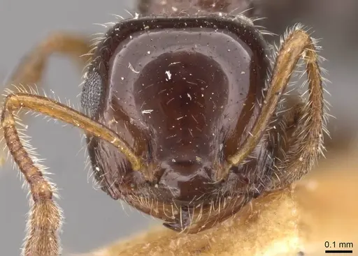 Crematogaster laeviceps - CASENT0908598