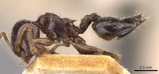 Crematogaster laeviceps - CASENT0908598