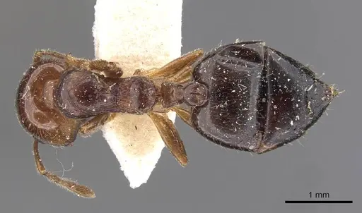 Crematogaster laeviceps - CASENT0908599