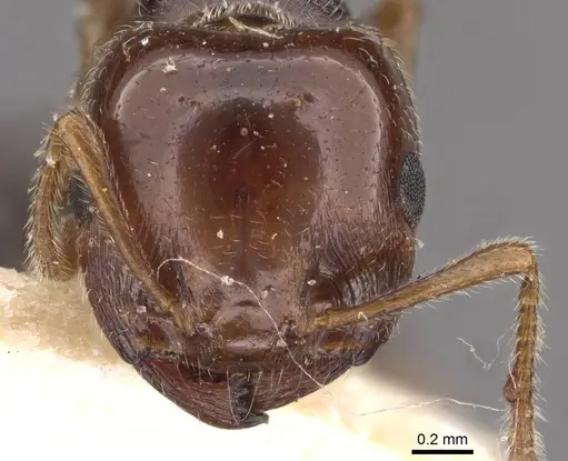 Crematogaster laeviceps - CASENT0908599