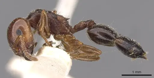 Crematogaster laeviceps - CASENT0908599