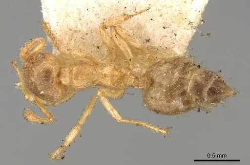 Crematogaster laevis specimen