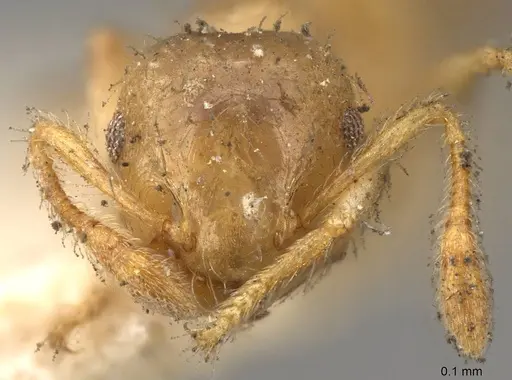 Crematogaster laevis specimen