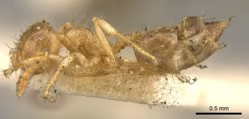 Crematogaster laevis specimen