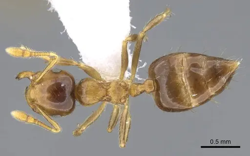 Crematogaster laevis - CASENT0914570