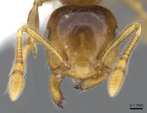Crematogaster laevis - CASENT0914570