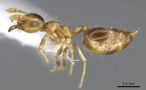 Crematogaster laevis - CASENT0914570