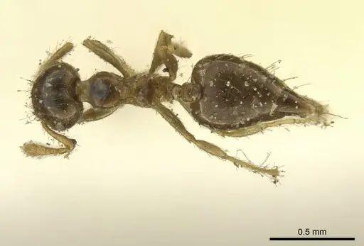 Crematogaster laevis - CASENT0919703