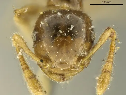 Crematogaster laevis - CASENT0919703