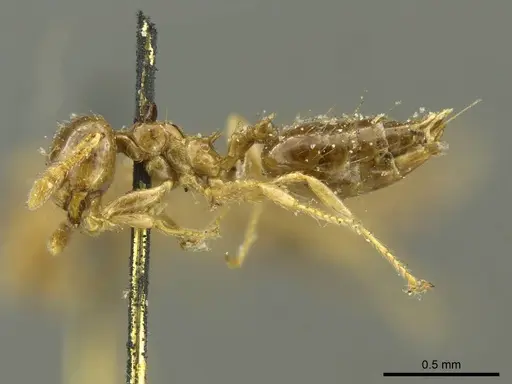 Crematogaster laevis - CASENT0919703