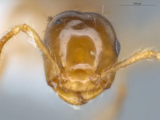 Crematogaster laevis - ECOFOG-CNI20-0072-01