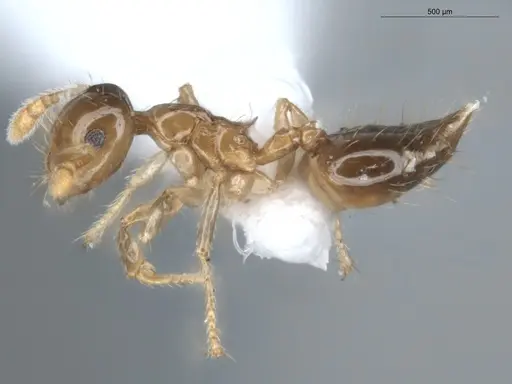 Crematogaster laevis - ECOFOG-CNI20-0072-01