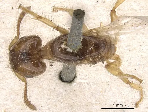 Crematogaster laevissima specimen