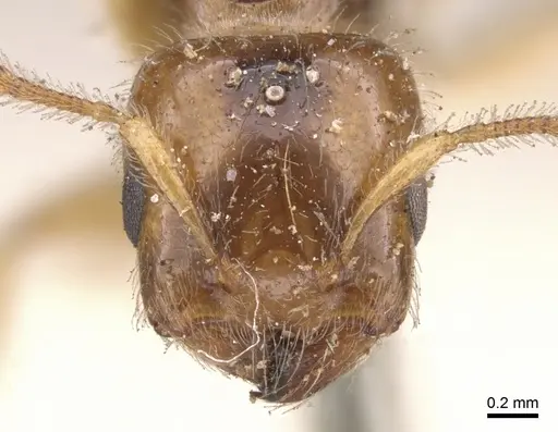 Crematogaster laevissima specimen