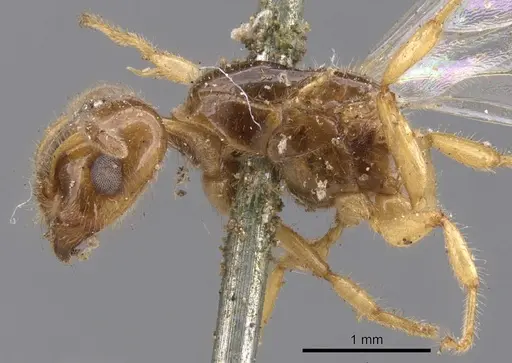 Crematogaster laevissima specimen