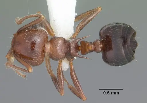 Crematogaster laeviuscula specimen