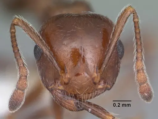 Crematogaster laeviuscula specimen