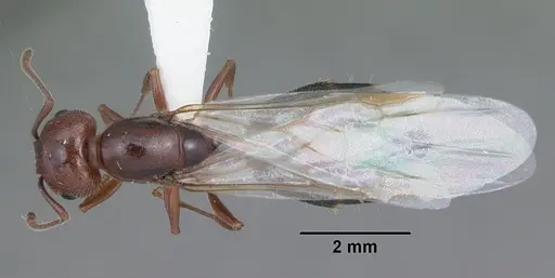 Crematogaster laeviuscula - CASENT0103769