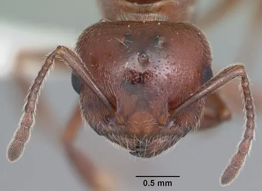 Crematogaster laeviuscula - CASENT0103769