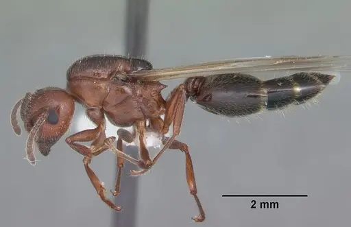 Crematogaster laeviuscula - CASENT0103769