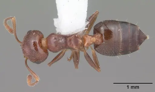 Crematogaster laeviuscula - CASENT0103770