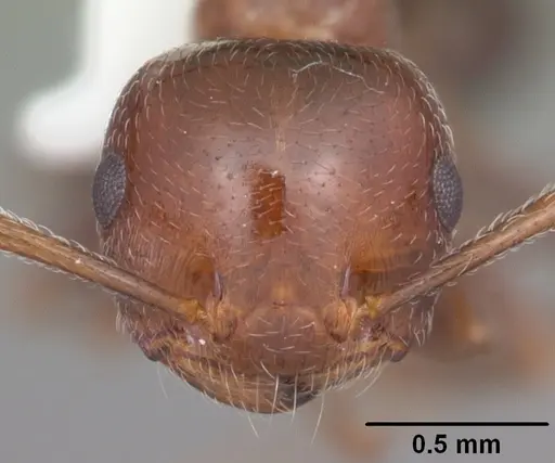 Crematogaster laeviuscula - CASENT0103770