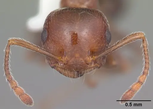 Crematogaster laeviuscula - CASENT0103770