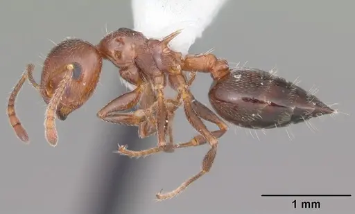 Crematogaster laeviuscula - CASENT0103770