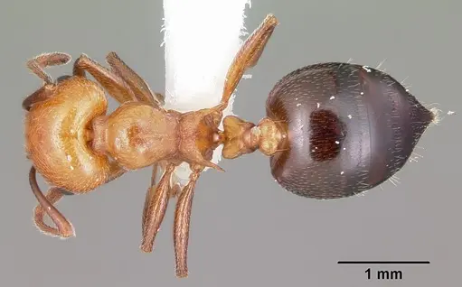 Crematogaster laeviuscula - CASENT0104828