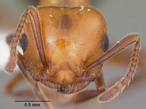 Crematogaster laeviuscula - CASENT0104828
